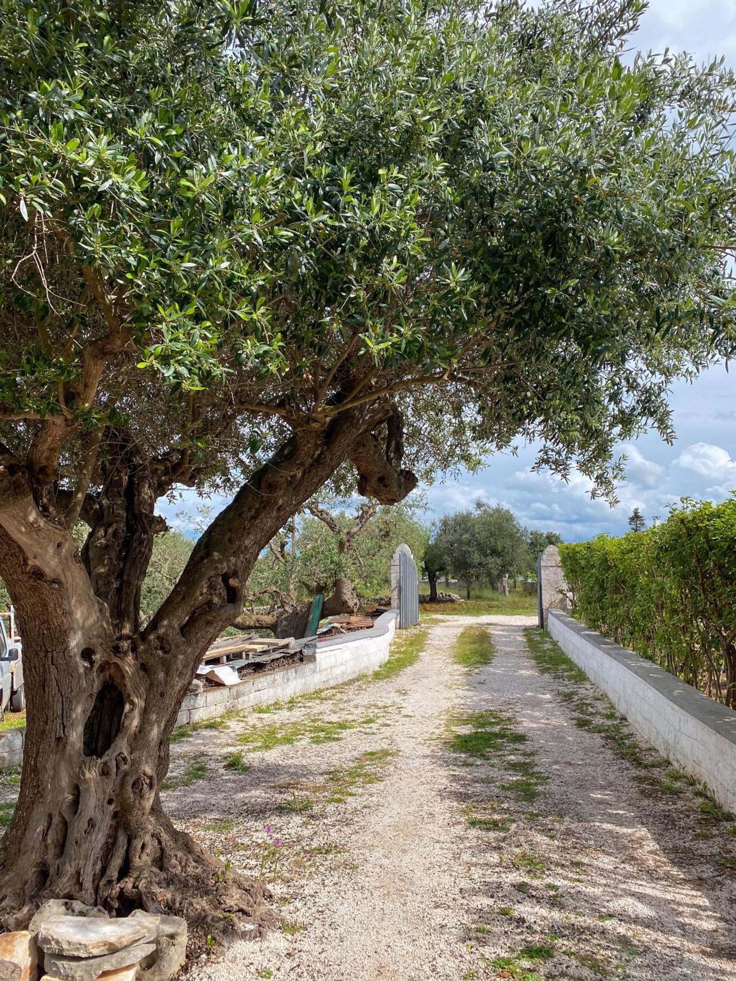 Trullo Pinto Apartment Locorotondo Exterior photo